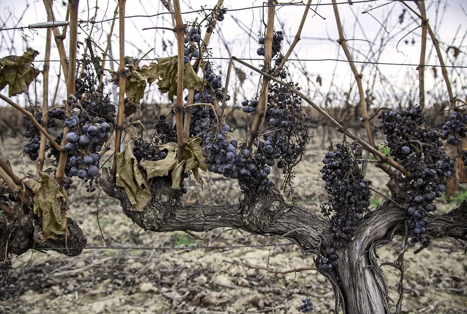 Ruined grapes